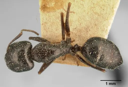 Camponotus lubbocki specimen CASENT0101106 image casent0101106_1