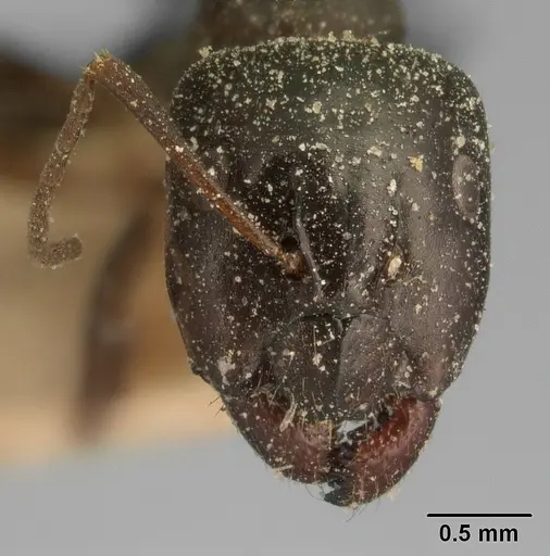 Camponotus lubbocki specimen CASENT0101106 image casent0101106_2