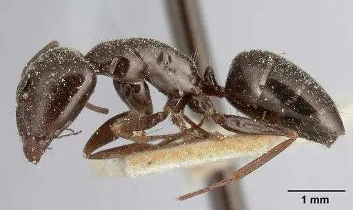 Camponotus lubbocki specimen CASENT0101106 image casent0101106_3