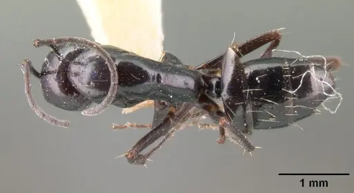 Camponotus lubbocki specimen CASENT0101437 image casent0101437_1