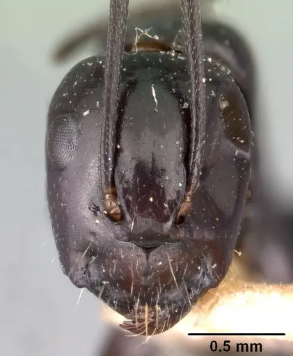 Camponotus lubbocki specimen CASENT0101437 image casent0101437_2
