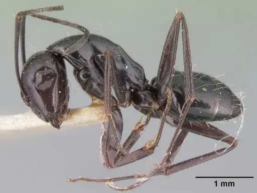 Camponotus lubbocki specimen CASENT0101437 image casent0101437_3