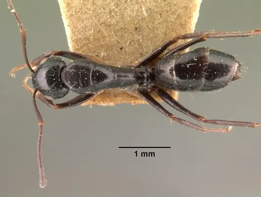 Camponotus lubbocki specimen CASENT0101438 image casent0101438_1