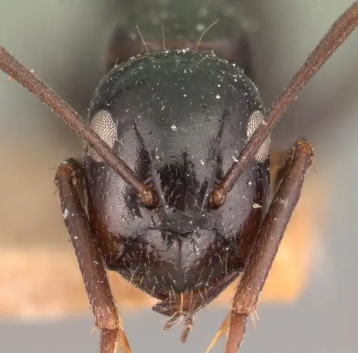 Camponotus lubbocki specimen CASENT0101438 image casent0101438_2