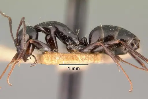 Camponotus lubbocki specimen CASENT0101438 image casent0101438_3