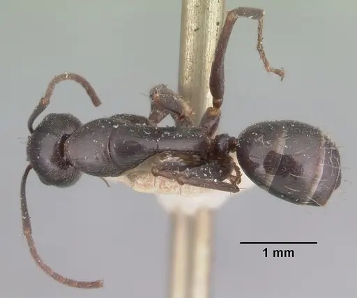 Camponotus lubbocki specimen CASENT0101512 image casent0101512_1