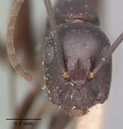 Camponotus lubbocki specimen CASENT0101512 image casent0101512_2