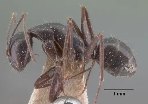 Camponotus lubbocki specimen CASENT0101512 image casent0101512_3