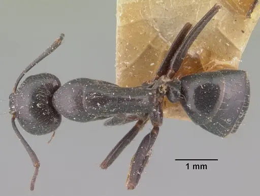 Camponotus lubbocki specimen CASENT0101514 image casent0101514_1