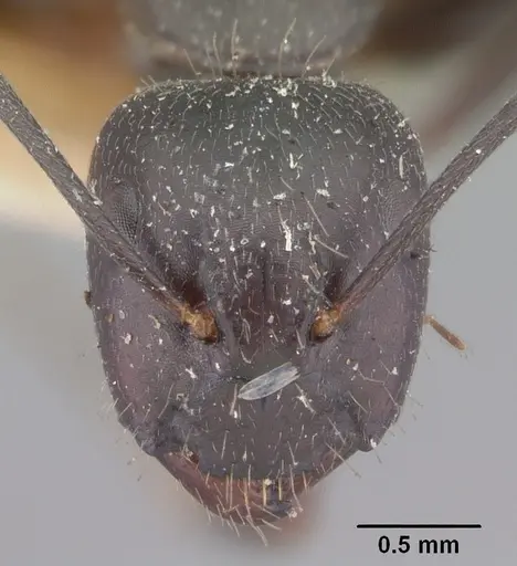 Camponotus lubbocki specimen CASENT0101514 image casent0101514_2