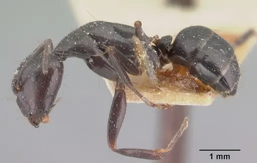 Camponotus lubbocki specimen CASENT0101514 image casent0101514_3