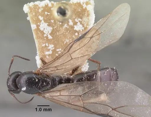 Camponotus lubbocki specimen CASENT0101515 image casent0101515_1