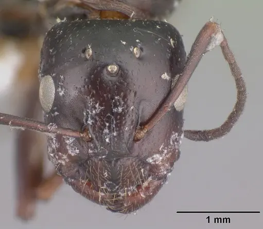 Camponotus lubbocki specimen CASENT0101515 image casent0101515_2
