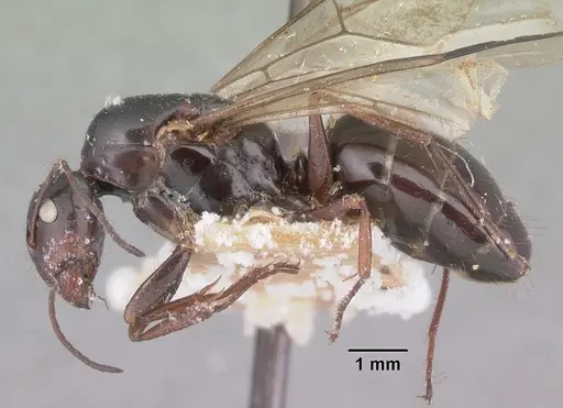 Camponotus lubbocki specimen CASENT0101515 image casent0101515_3