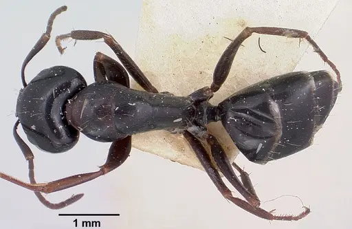 Camponotus lubbocki specimen CASENT0101516 image casent0101516_1