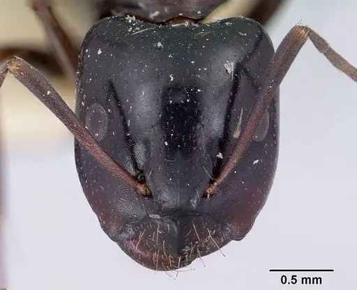 Camponotus lubbocki specimen CASENT0101516 image casent0101516_2