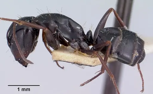 Camponotus lubbocki specimen CASENT0101516 image casent0101516_3