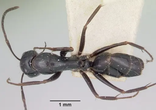 Camponotus lubbocki specimen CASENT0101518 image casent0101518_1