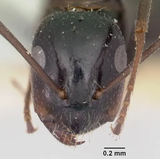 Camponotus lubbocki specimen CASENT0101518 image casent0101518_2
