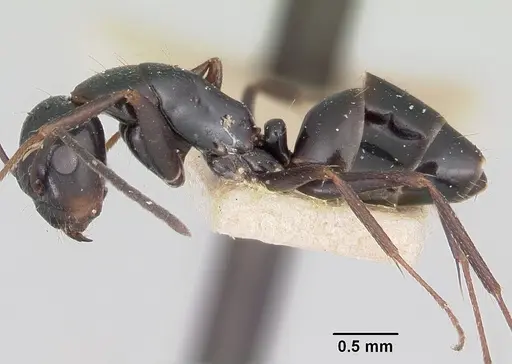 Camponotus lubbocki specimen CASENT0101518 image casent0101518_3
