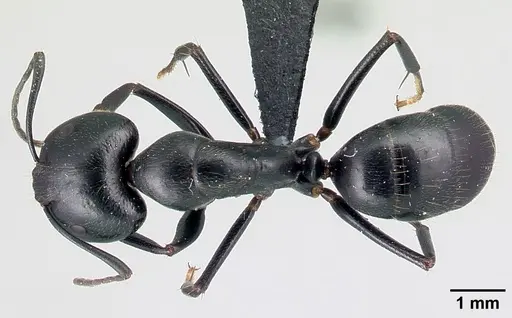 Camponotus lubbocki specimen CASENT0140926 image casent0140926_1