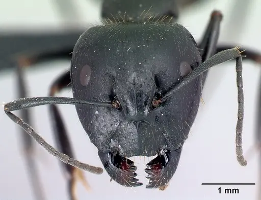 Camponotus lubbocki specimen CASENT0140926 image casent0140926_2
