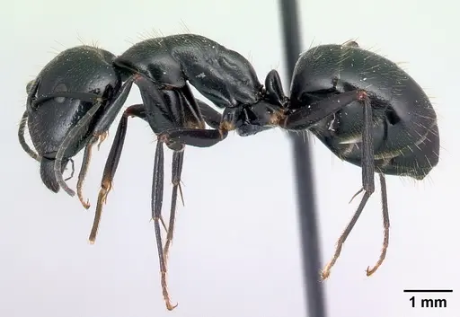 Camponotus lubbocki specimen CASENT0140926 image casent0140926_3
