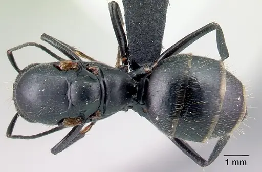 Camponotus lubbocki specimen CASENT0217294 image casent0217294_1