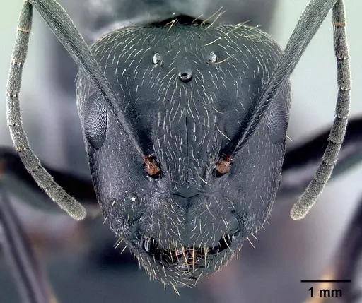Camponotus lubbocki specimen CASENT0217294 image casent0217294_2