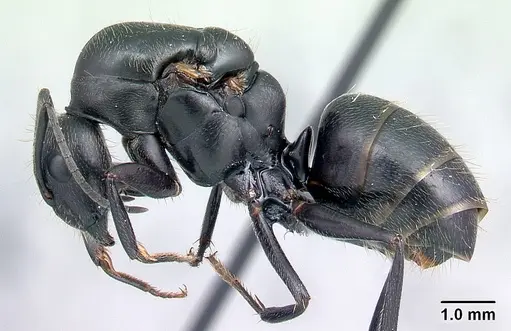 Camponotus lubbocki specimen CASENT0217294 image casent0217294_3