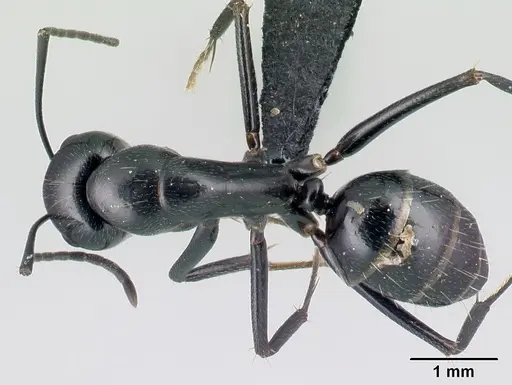 Camponotus lubbocki specimen CASENT0217311 image casent0217311_1
