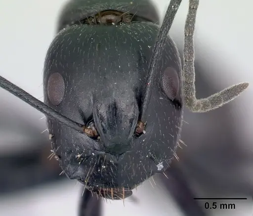 Camponotus lubbocki specimen CASENT0217311 image casent0217311_2