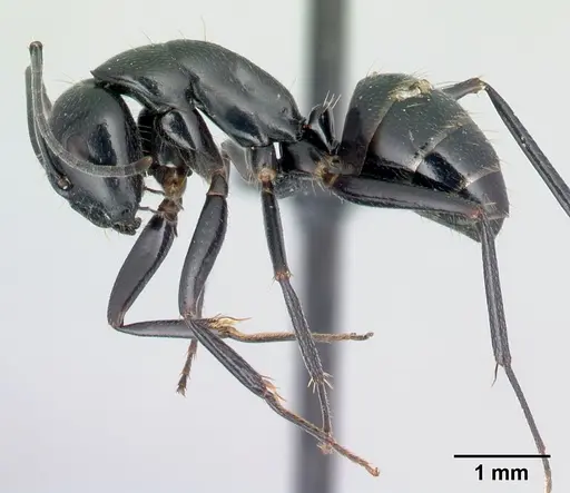 Camponotus lubbocki specimen CASENT0217311 image casent0217311_3