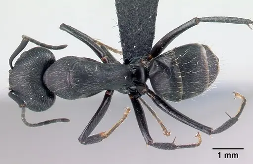 Camponotus lubbocki specimen CASENT0486997 image casent0486997_1