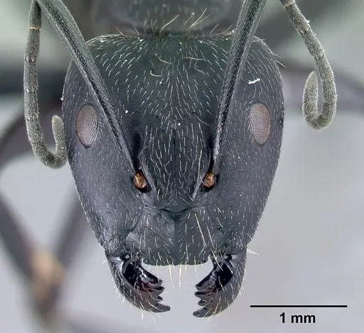 Camponotus lubbocki specimen CASENT0486997 image casent0486997_2
