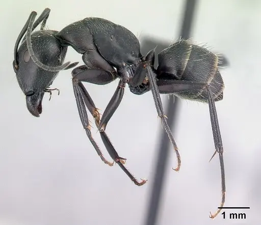 Camponotus lubbocki specimen CASENT0486997 image casent0486997_3