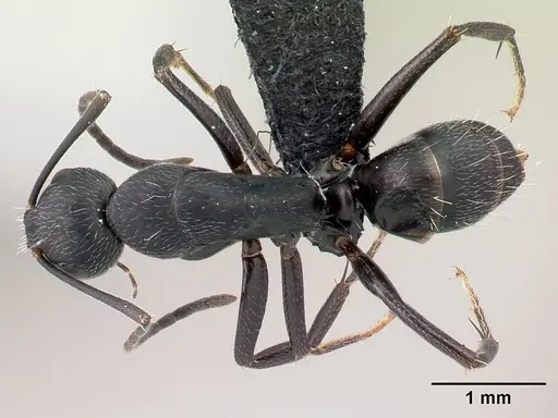 Camponotus lubbocki specimen CASENT0486998 image casent0486998_1