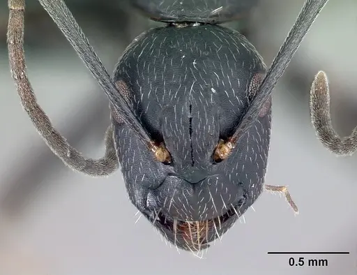 Camponotus lubbocki specimen CASENT0486998 image casent0486998_2