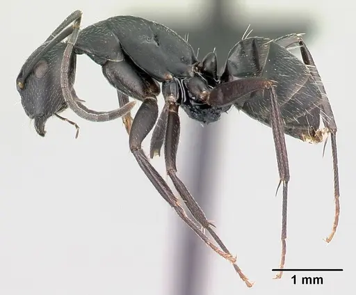 Camponotus lubbocki specimen CASENT0486998 image casent0486998_3