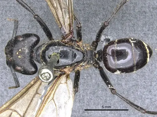 Camponotus luctuosus specimen CASENT0903558 image casent0903558_1