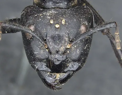 Camponotus luctuosus specimen CASENT0903558 image casent0903558_2