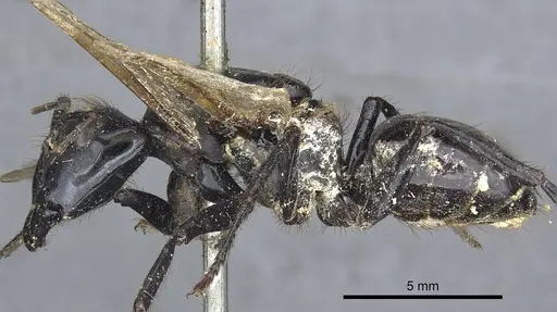 Camponotus luctuosus specimen CASENT0903558 image casent0903558_3