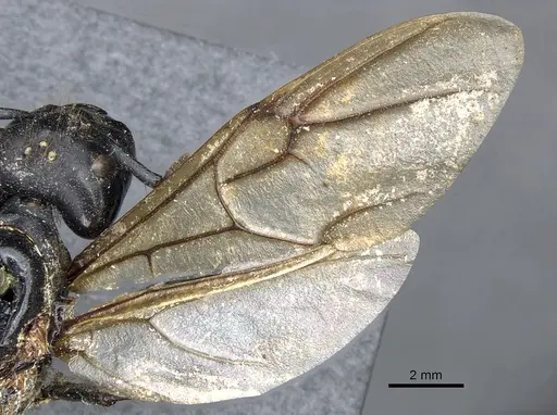 Camponotus luctuosus specimen CASENT0903558 image casent0903558_4