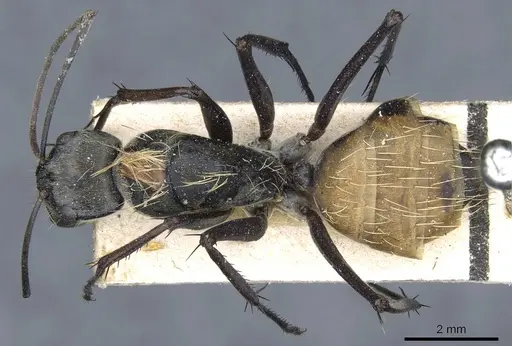 Camponotus luteiventris specimen CASENT0905808 image casent0905808_1