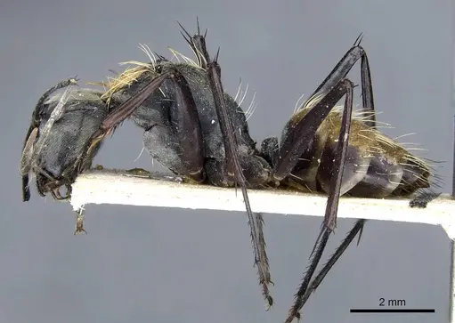 Camponotus luteiventris specimen CASENT0905808 image casent0905808_3