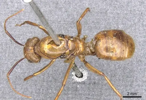 Camponotus luteus specimen CASENT0903583 image casent0903583_1