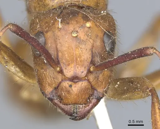 Camponotus luteus specimen CASENT0903583 image casent0903583_2