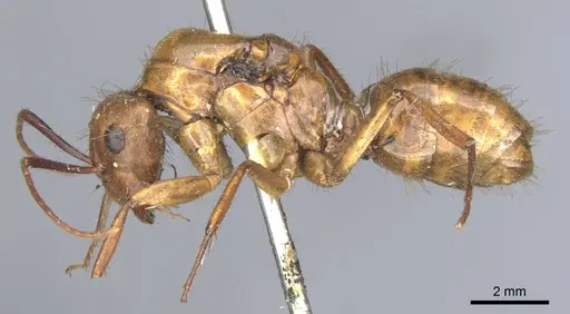 Camponotus luteus specimen CASENT0903583 image casent0903583_3