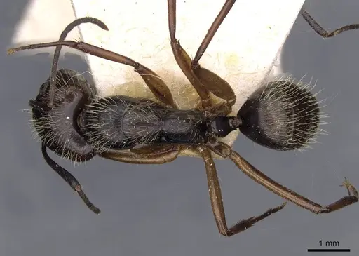 Camponotus lutzi specimen CASENT0909999 image casent0909999_1