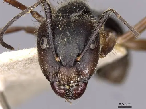 Camponotus lutzi specimen CASENT0909999 image casent0909999_2